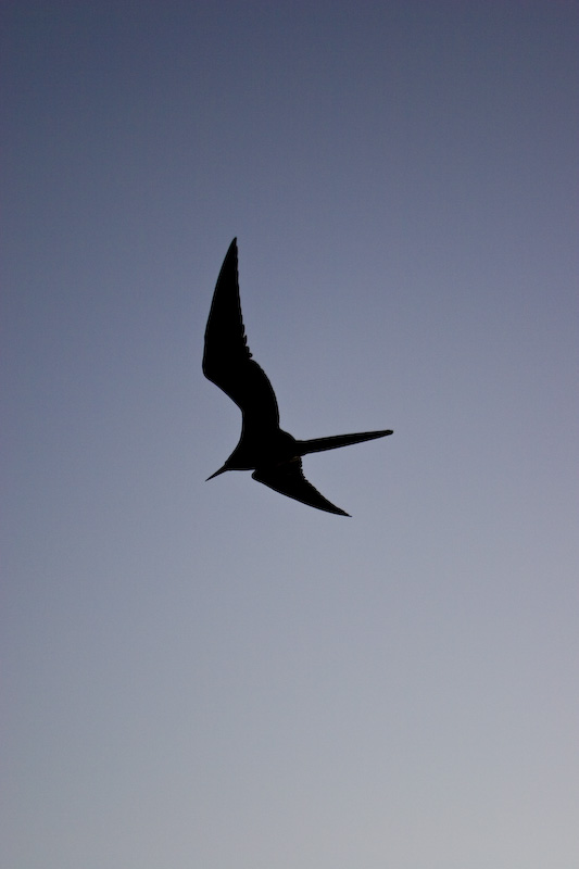 Frigate Bird Silhouette